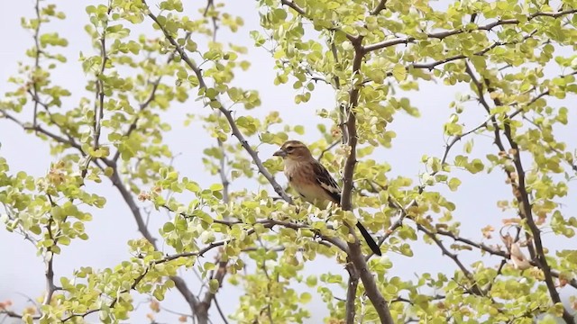 White-winged Widowbird - ML201618711