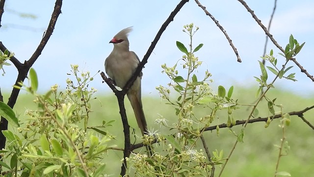 Blue-naped Mousebird - ML201618721