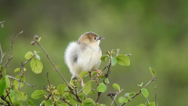 Winding Cisticola - ML201618731