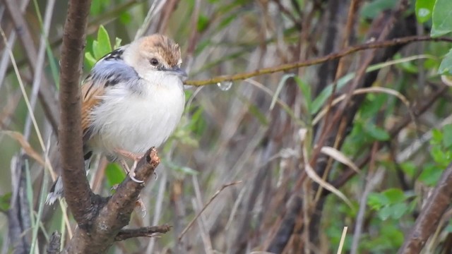 Winding Cisticola - ML201618741