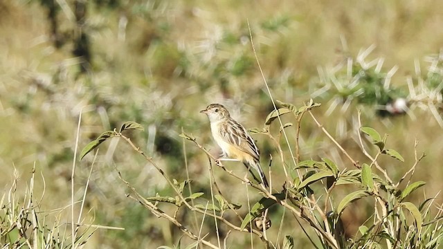 Pectoral-patch Cisticola (Pectoral-patch) - ML201618751