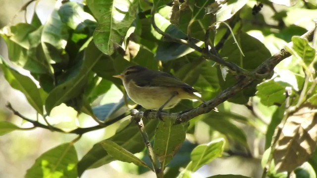 Brown Woodland-Warbler - ML201618761