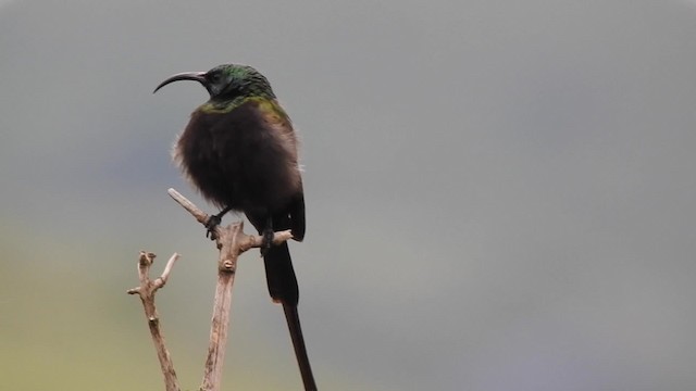 Нектарка бронзова - ML201618771