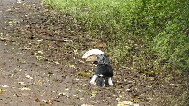 Silvery-cheeked Hornbill - ML201618831