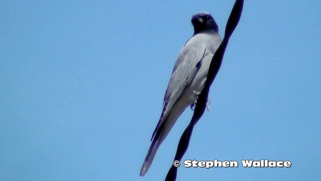 Black-faced Cuckooshrike - ML201618871