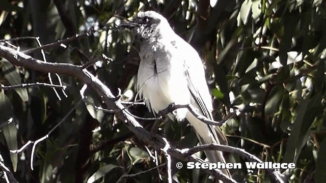 Black-faced Cuckooshrike - ML201618881