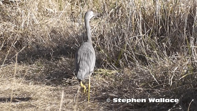 White-faced Heron - ML201618981