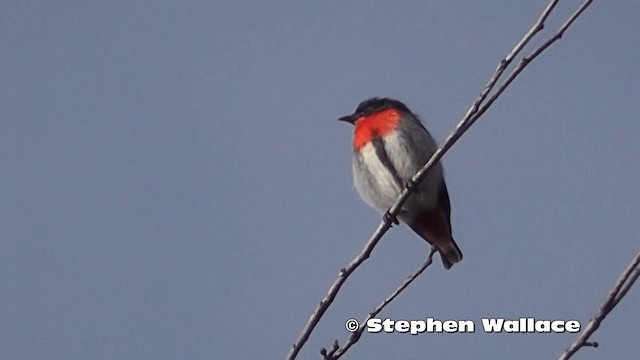 Mistletoebird - ML201618991