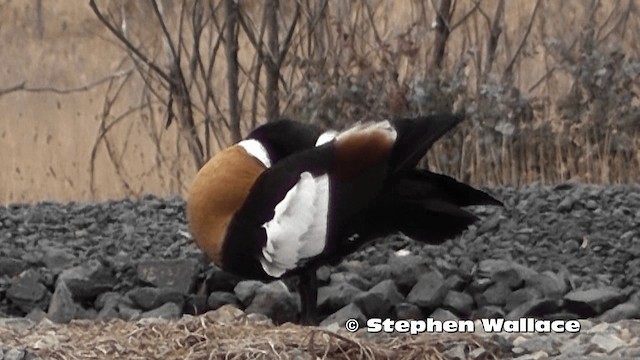 Australian Shelduck - ML201619051