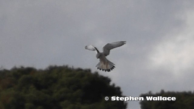 Crécerelle d'Australie - ML201619071