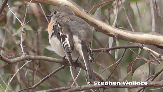 Scarlet Robin (Scarlet) - ML201619191