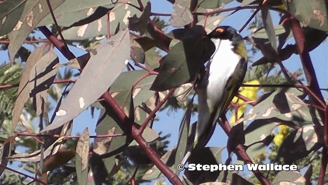 White-naped Honeyeater - ML201619231