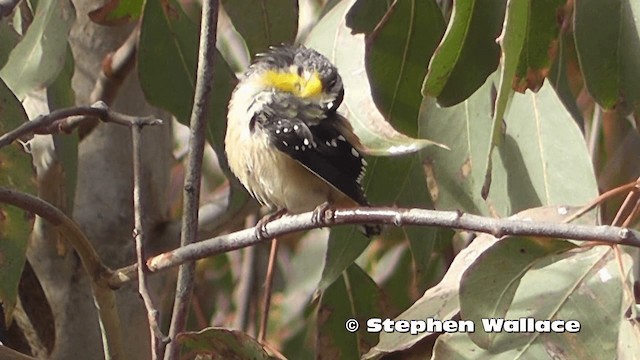 Fleckenpanthervogel - ML201619261