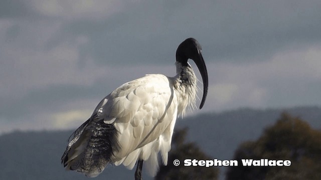 Australian Ibis - ML201619271