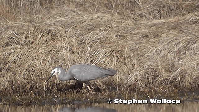 White-faced Heron - ML201619311