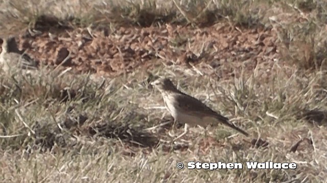 Bisbita Neozelandés (grupo australis) - ML201619361