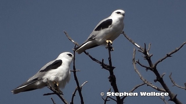 Black-shouldered Kite - ML201619371