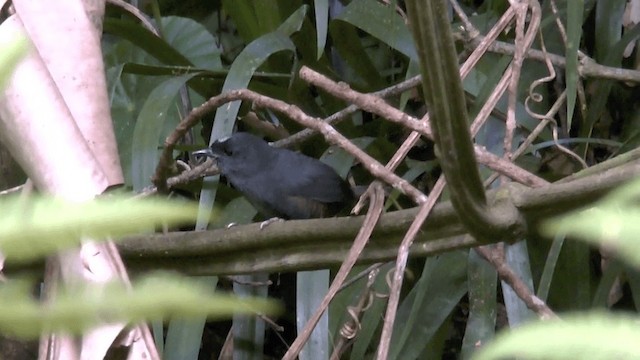 Santa Marta Tapaculo - ML201619441