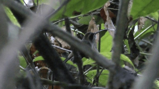 Пестрогорлый колибри-отшельник - ML201619491