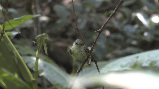 Mosquerito Piquicurvo Sureño - ML201619501