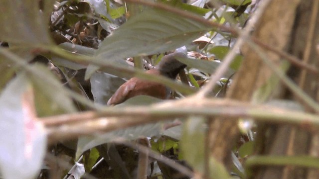 White-bellied Antbird - ML201619521