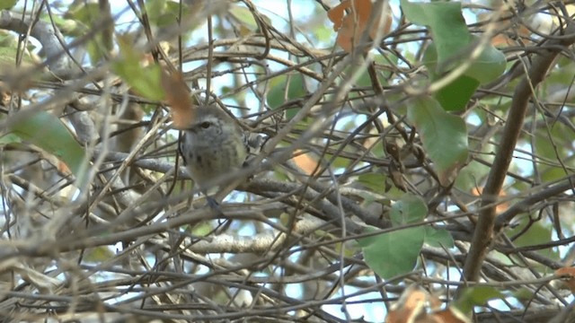 Northern White-fringed Antwren - ML201619561