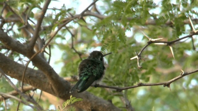 Red-billed Emerald - ML201619571