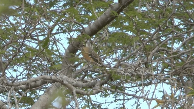 Cardenal de la Guajira - ML201619581