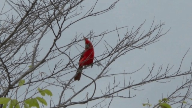 Vermilion Cardinal - ML201619591