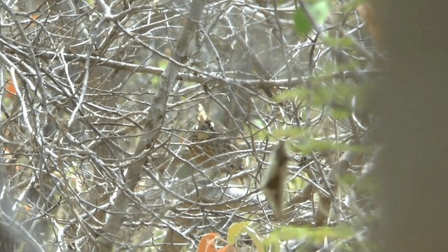 Crested Bobwhite - ML201619611