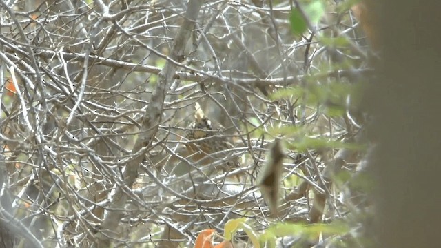 Crested Bobwhite (Crested) - ML201619611