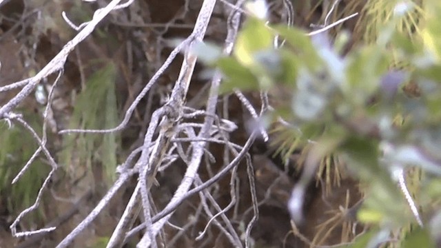 White-throated Tyrannulet - ML201619631