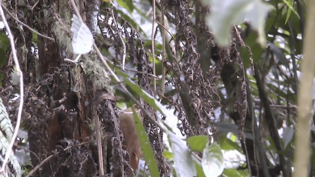 Strong-billed Woodcreeper (Andean/Northern) - ML201619651