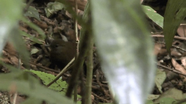 Gray-throated Leaftosser - ML201619671