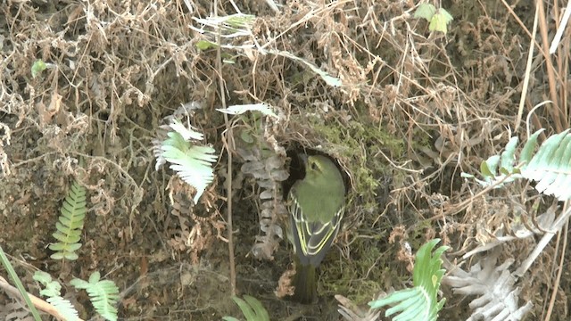 Golden-faced Tyrannulet (Coopmans's) - ML201619691