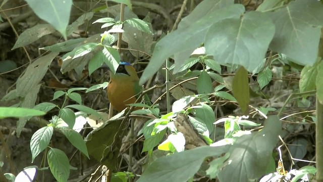 Rötelbauchmotmot [subrufescens-Gruppe] - ML201619701