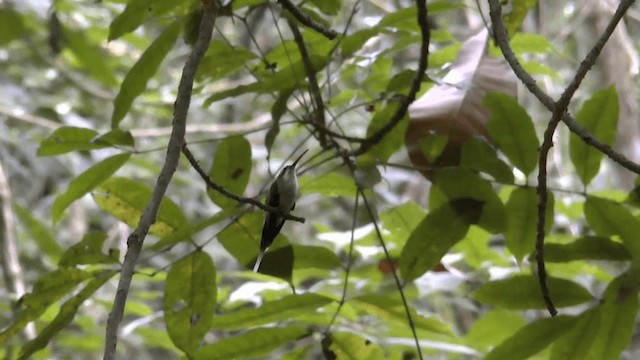 Pale-bellied Hermit - ML201619711