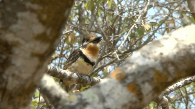 Russet-throated Puffbird - ML201619721