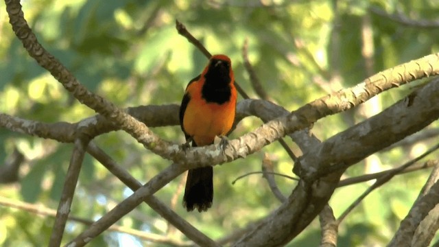 Orange-crowned Oriole - ML201619751