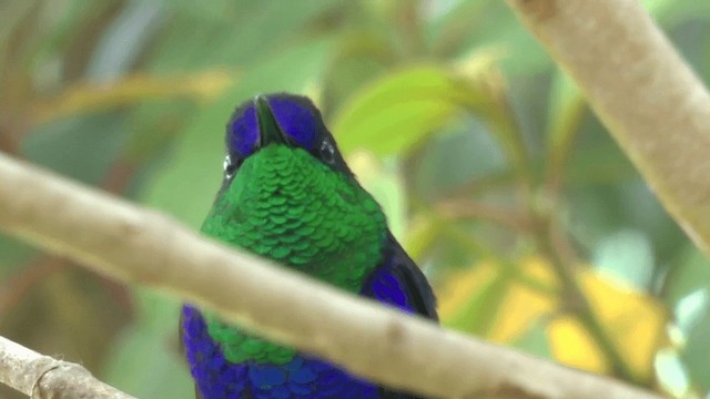 Crowned Woodnymph (Colombian Violet-crowned) - ML201619771