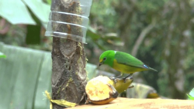 Blue-naped Chlorophonia - ML201619801