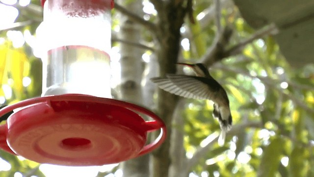 kolibřík tmavolící [skupina longirostris] - ML201619811