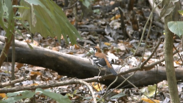 Rusty-backed Thrush - ML201619861