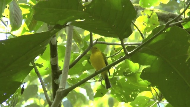 Citrine Canary-Flycatcher - ML201619941