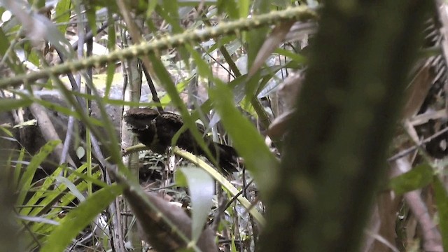 Great Eared-Nightjar - ML201620051