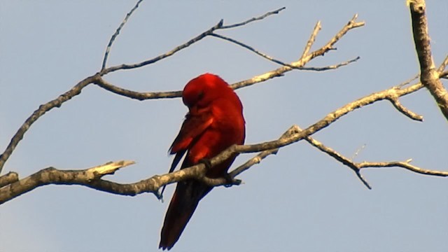 紅色吸蜜鸚鵡 - ML201620131