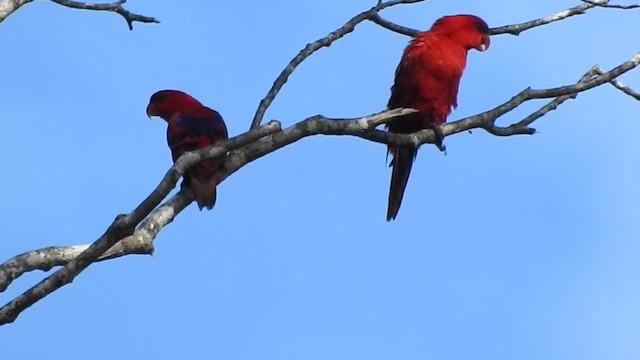 紅色吸蜜鸚鵡 - ML201620151
