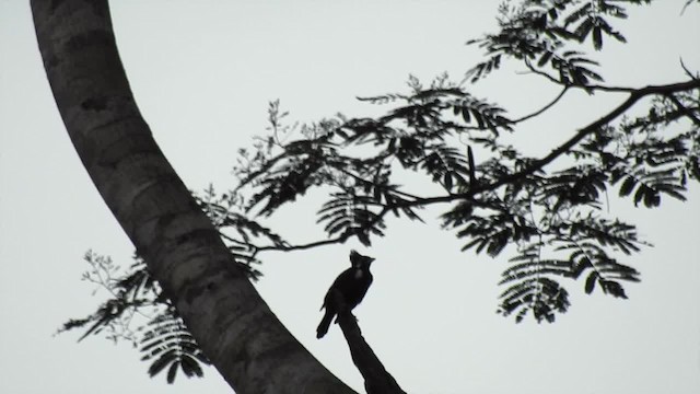 Long-crested Myna - ML201620241