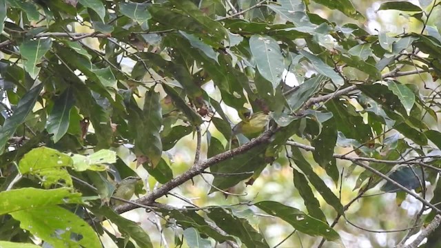 Mosquitero Isleño (ceramensis) - ML201620251