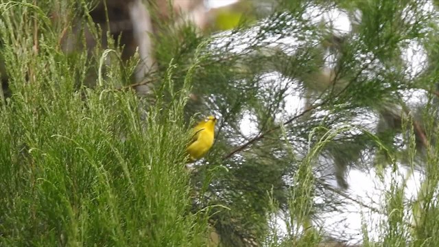 Lemon-bellied White-eye - ML201620261